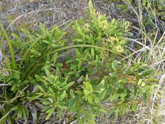 Stenocarpus umbelliferus