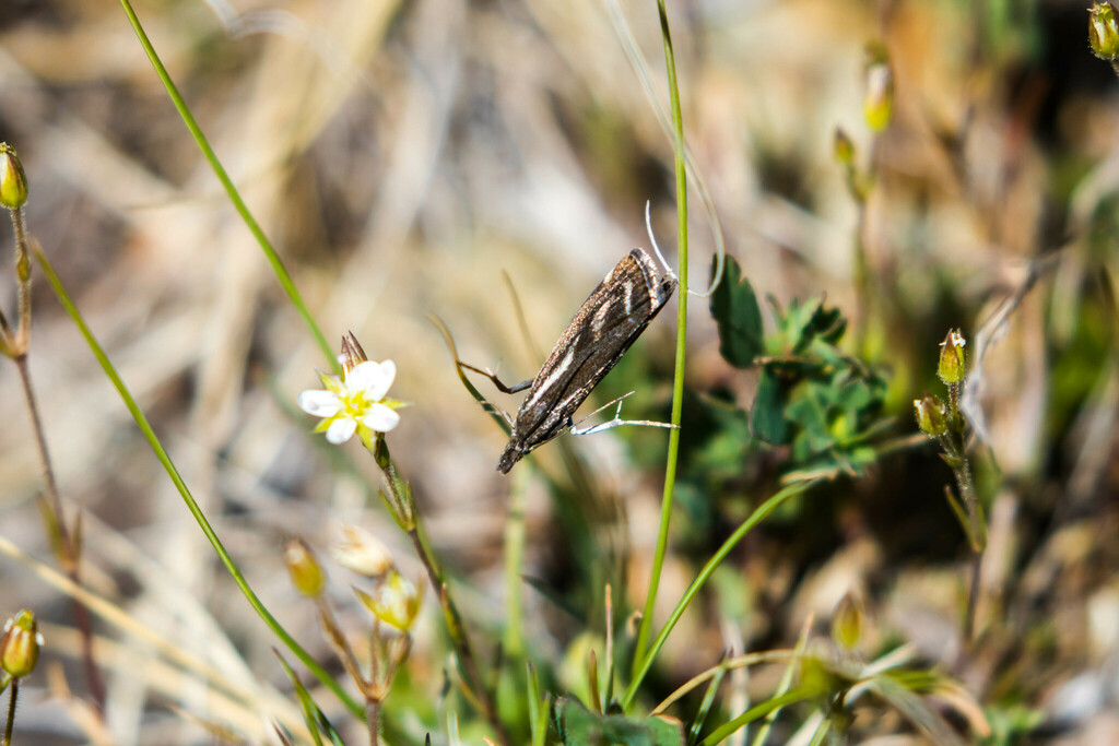 Catoptria luctiferella