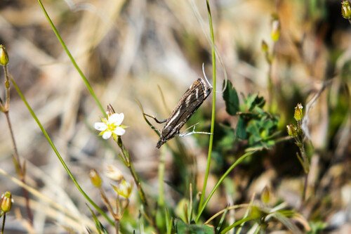 Crambus luctifère