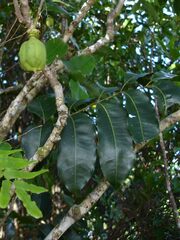 Harpullia austrocaledonica