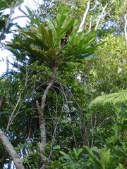 Virotia rousselii