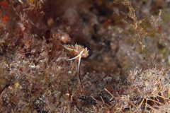 Coryphella verta