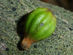 Cryptocarya pluricostata