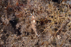 Coryphella verta