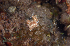 Coryphella verta