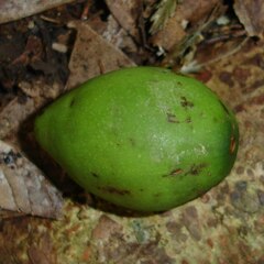 Calophyllum caledonicum