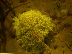 Cassiopea frondosa