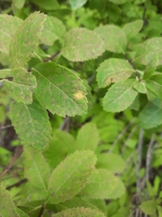 Lasioptera spiraeafolia