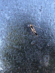 Isocorypha mediostriatella