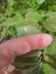 Lasioptera spiraeafolia