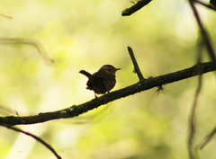 Troglodytes aedon brunneicollis