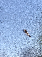 Isocorypha mediostriatella