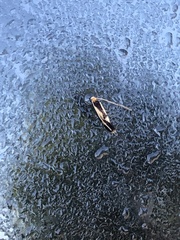 Isocorypha mediostriatella