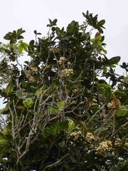 Syzygium bullatum