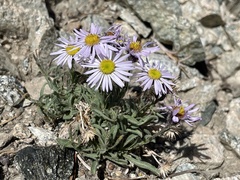Erigeron clokeyi