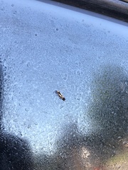 Isocorypha mediostriatella