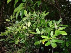 Cunonia linearisepala