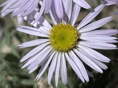 Erigeron clokeyi