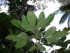 Picrella ignambiensis
