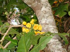 Oxera robusta