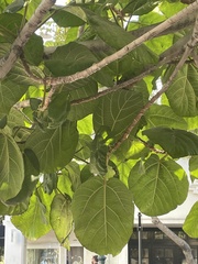 Ficus auriculata