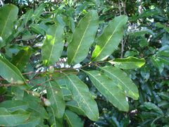 Harpullia austrocaledonica