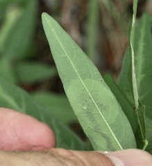 Anarsioses aberrans