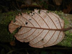 Cryptocarya pluricostata