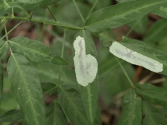 Anarsioses aberrans