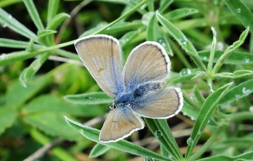 Boisduval's Blue