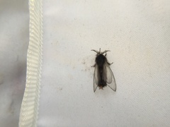 Eurukuttarus takahashii