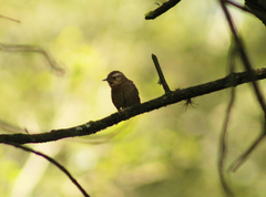 Troglodytes aedon brunneicollis