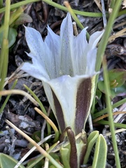 Gentiana newberryi