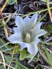 Gentiana newberryi