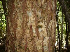 Calophyllum caledonicum