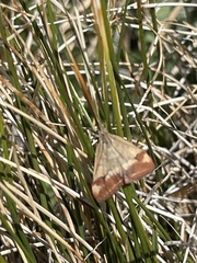 Pyrausta semirubralis