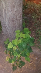 Tilia platyphyllos
