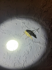 Amblycorypha oblongifolia