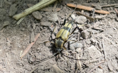 Etorofus obliteratus