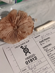 Pluteus petasatus