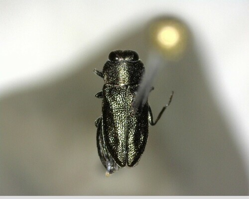 iNaturalist observation photo of Jewel Beetles