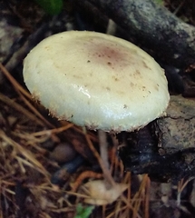 Pholiota polychroa