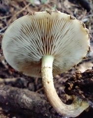 Pholiota polychroa