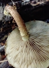Pholiota polychroa