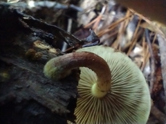 Pholiota polychroa