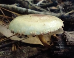 Pholiota polychroa