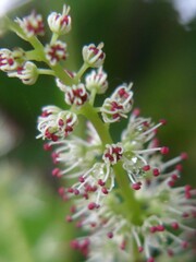 Cunonia linearisepala