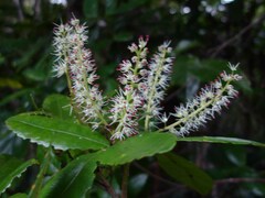 Cunonia linearisepala