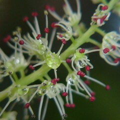 Cunonia linearisepala