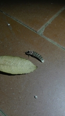 Lampyris fuscata fuscata